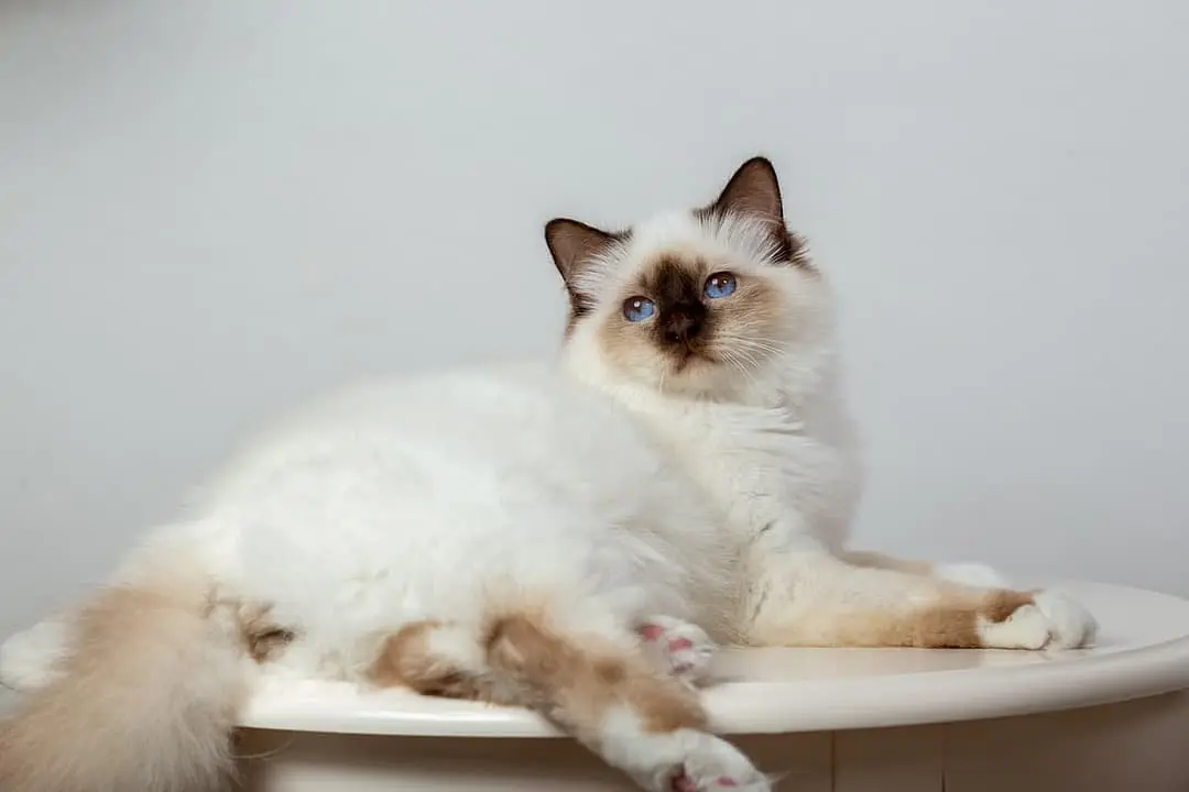 Heilige Birmaan playing