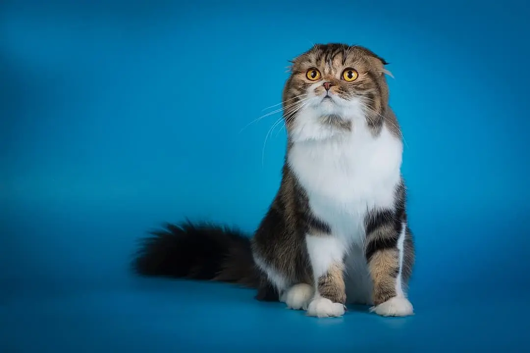 Highland Fold playing