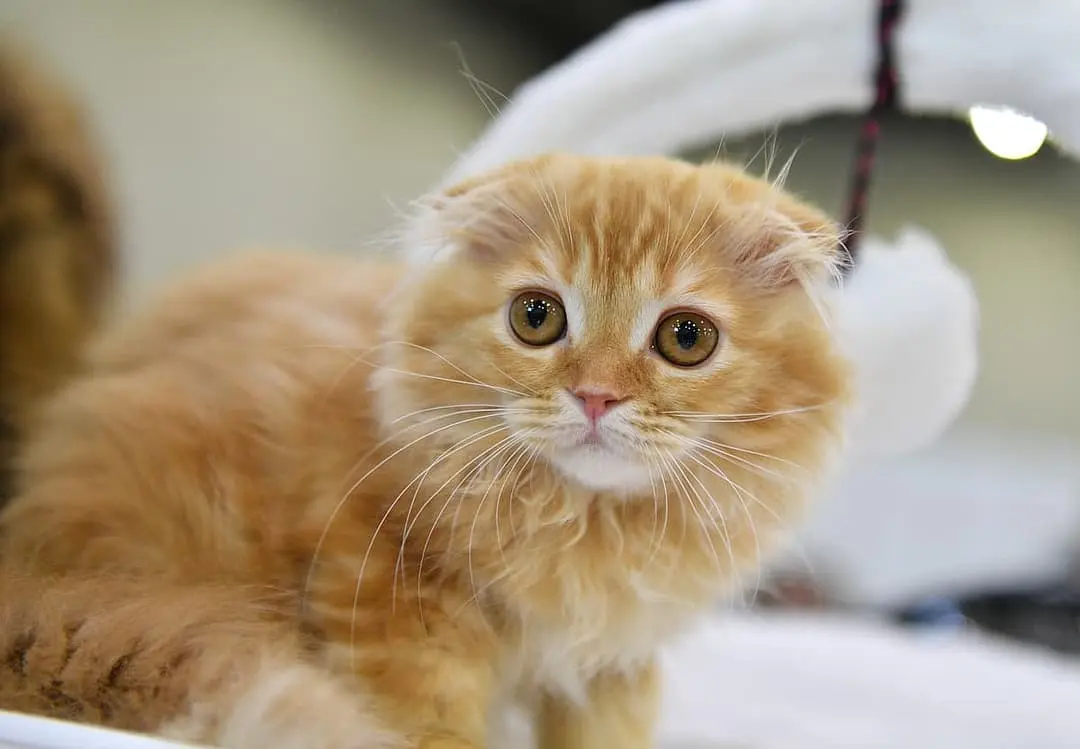 Highland Fold with family