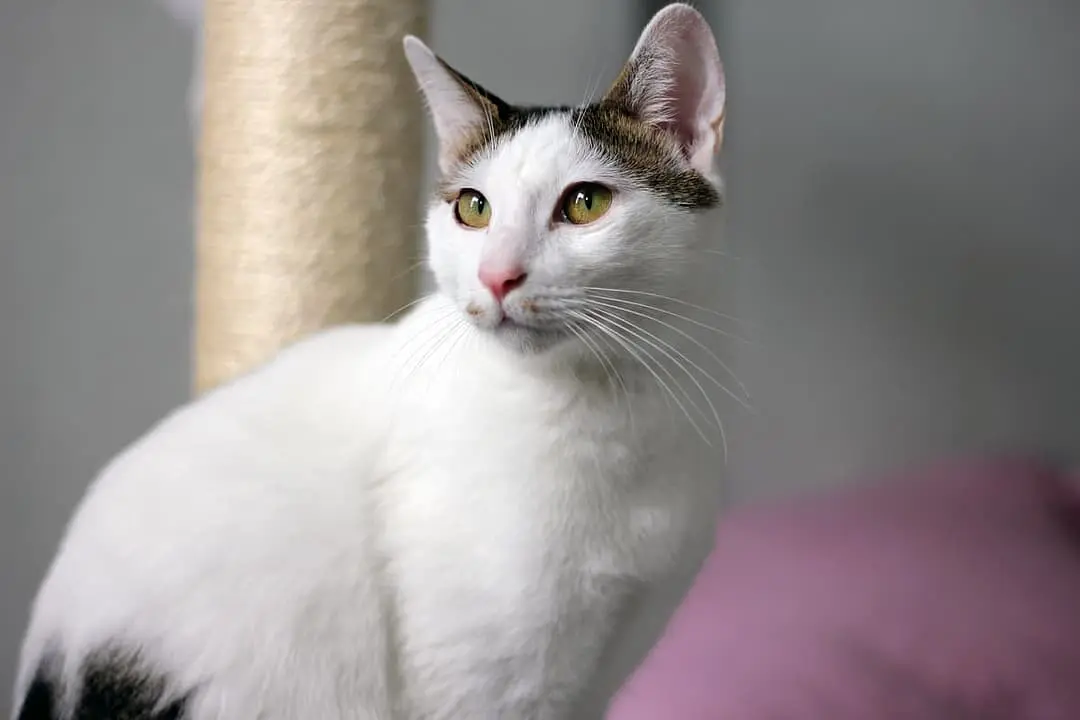 Japanse Bobtail with family