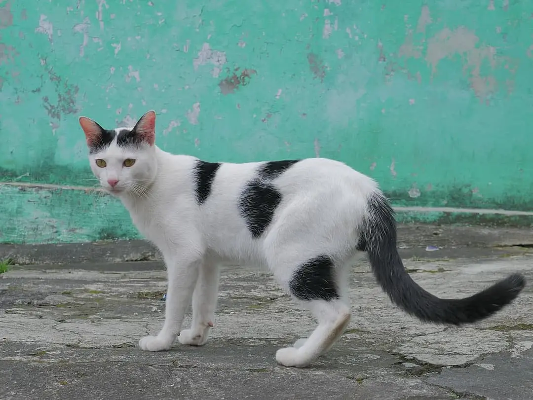 Javanees with family