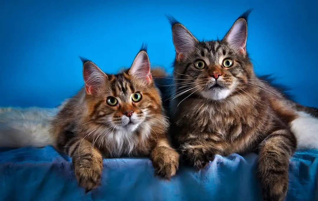 Maine Coon