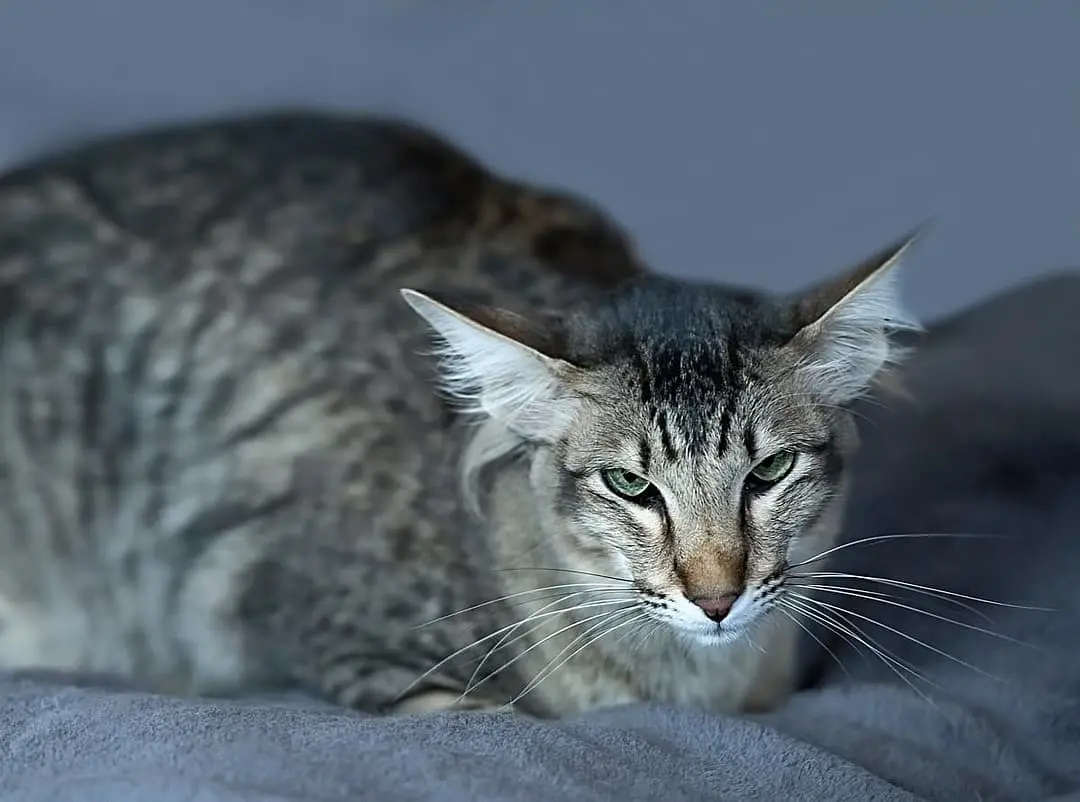 Mandarin with family