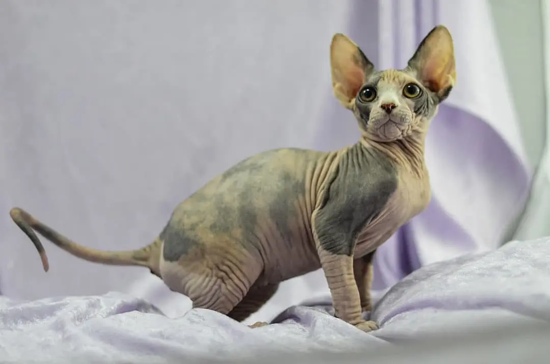 Mexican Hairless