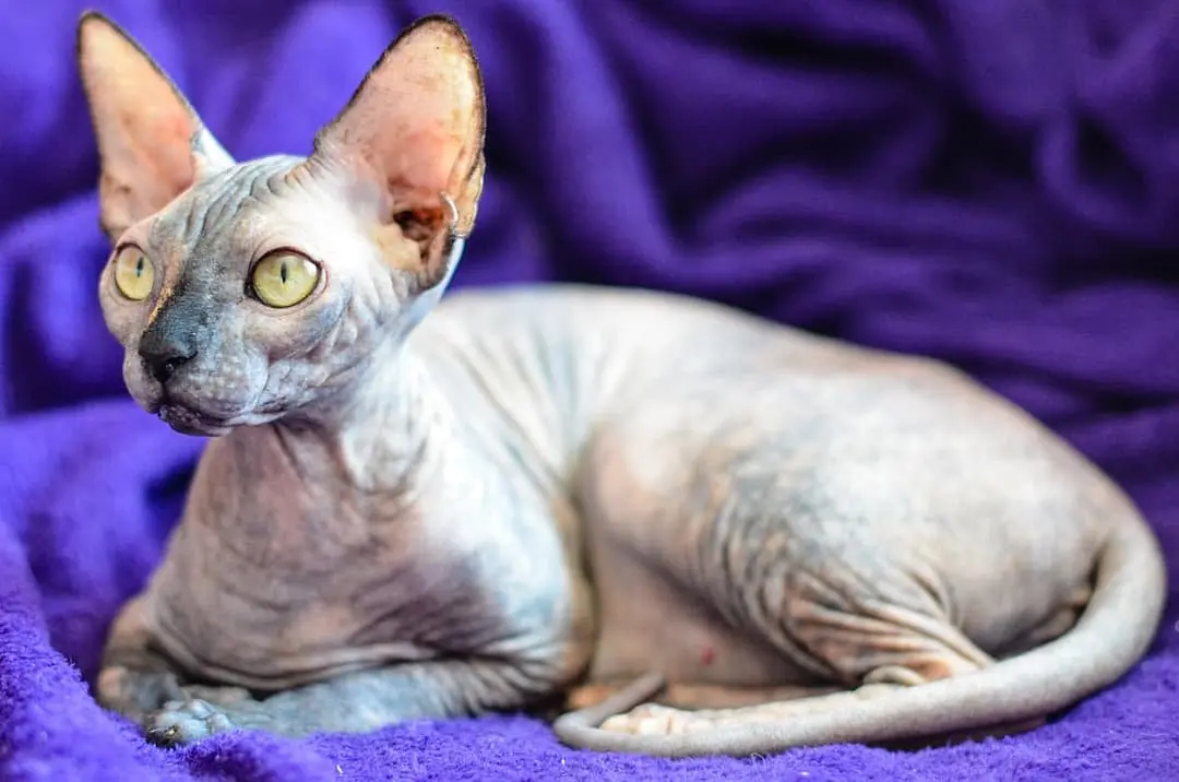 Mexican Hairless playing