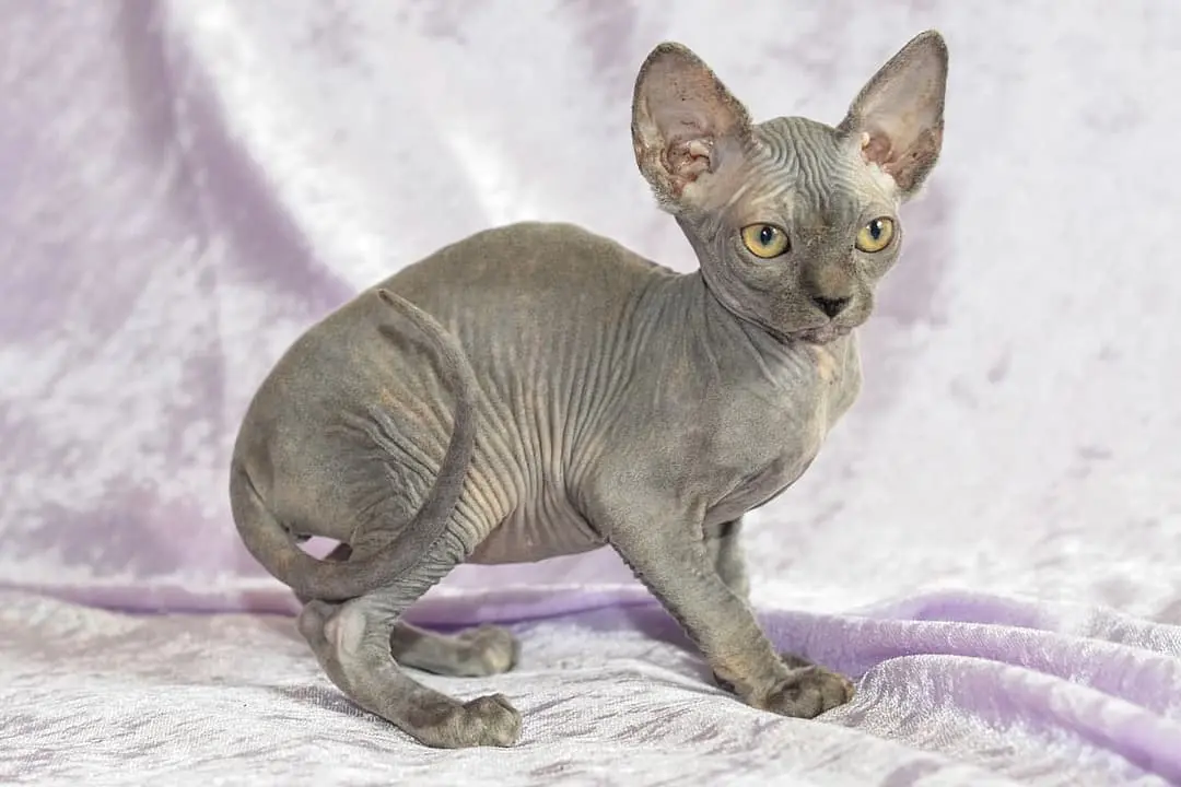 Mexican Hairless with family