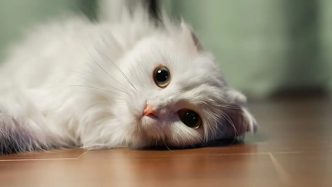 Munchkin with family