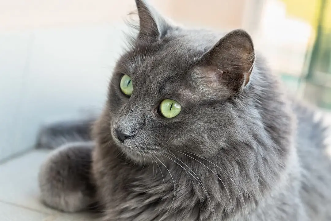 Nebelung