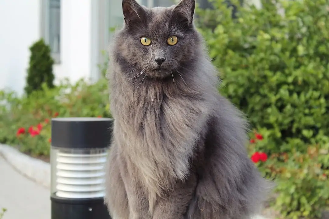 Nebelung playing