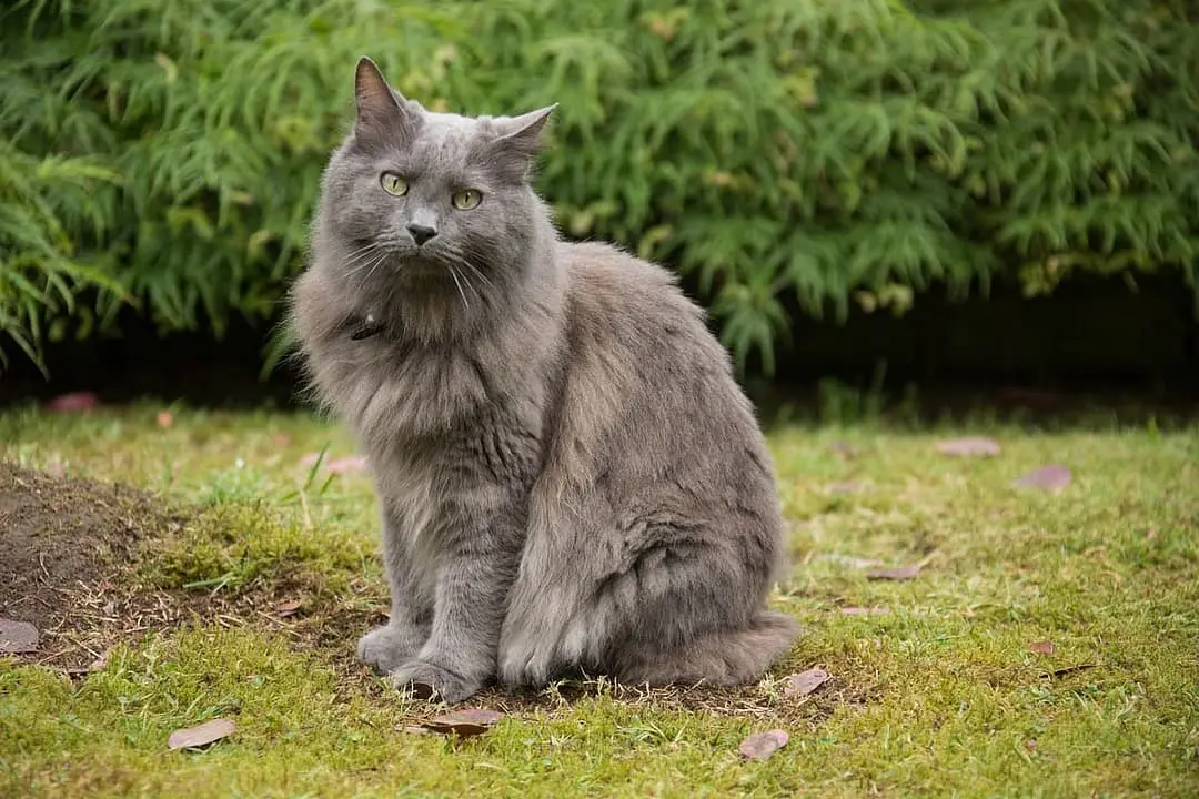 Nebelung with family