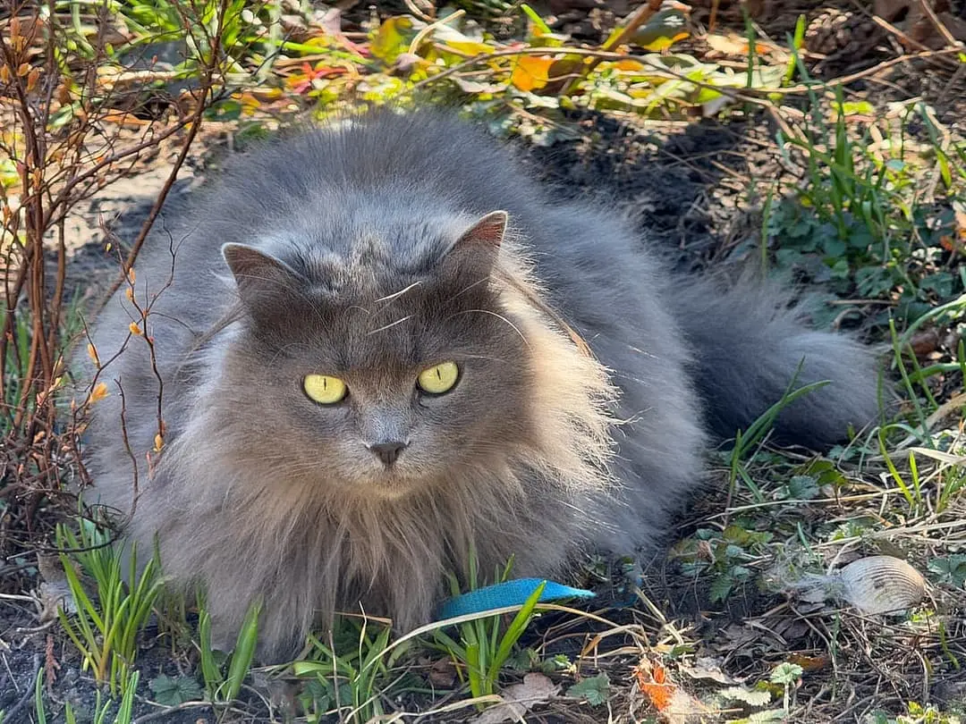 Nebelung