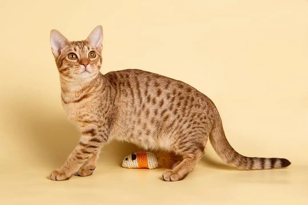 Ocicat breed