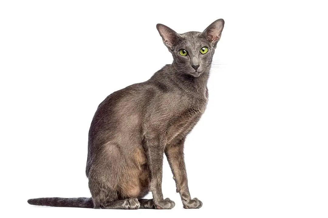 Oosterse Korthaar breed