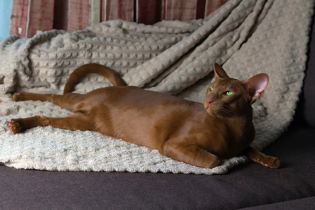 Oosterse Korthaar with family