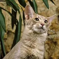 Oosterse Langhaar with family