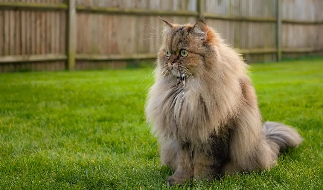 Perzische Kat playing