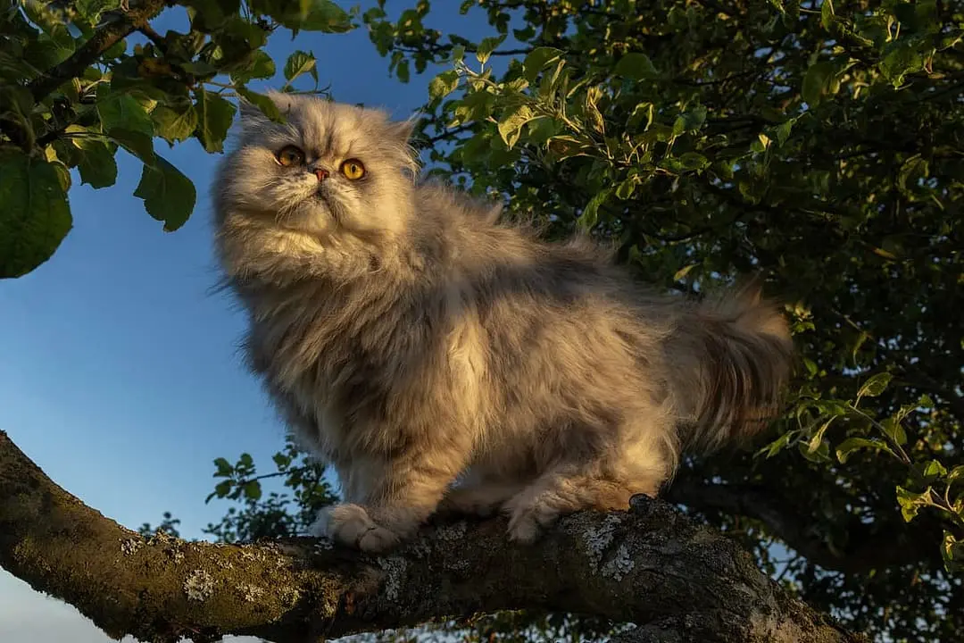 Perzische Kat with family