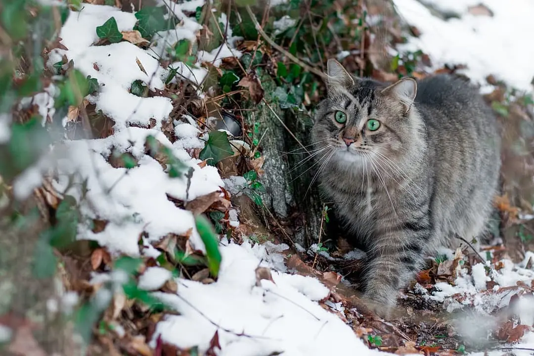 Pixie-bob with family