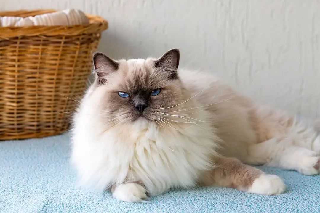 Ragdoll
