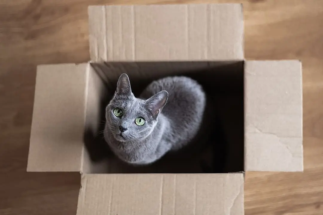 Russisch Blauw playing