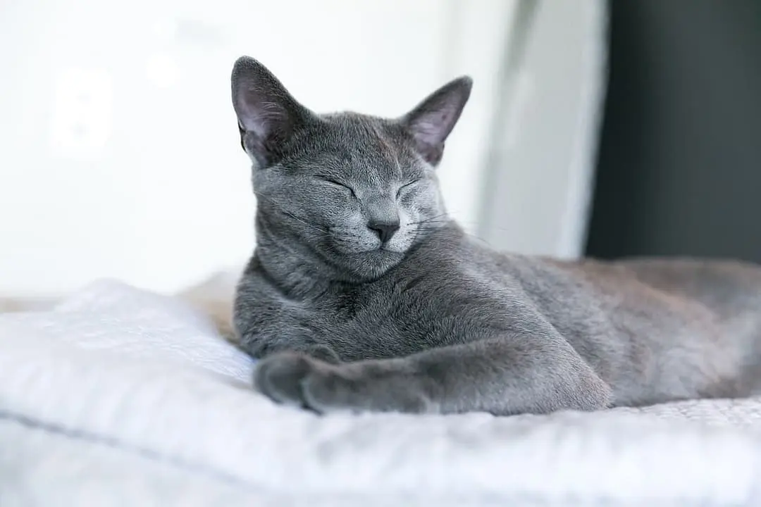 Russisch Blauw with family