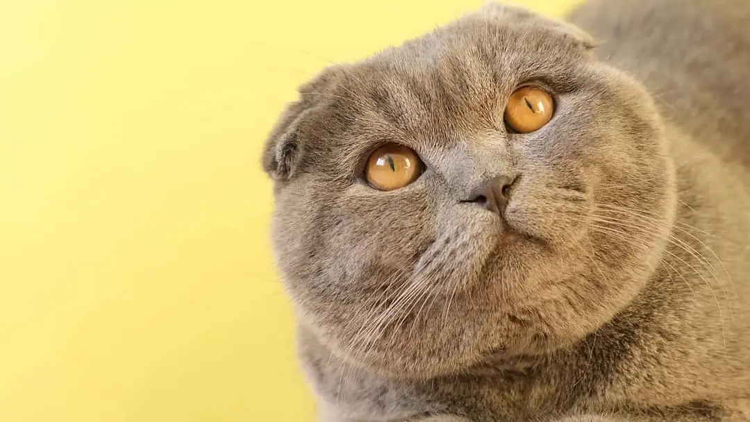 Scottish Fold