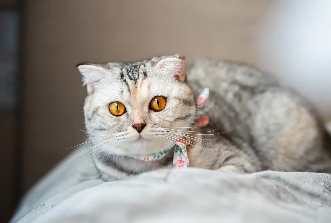 Scottish Fold with family