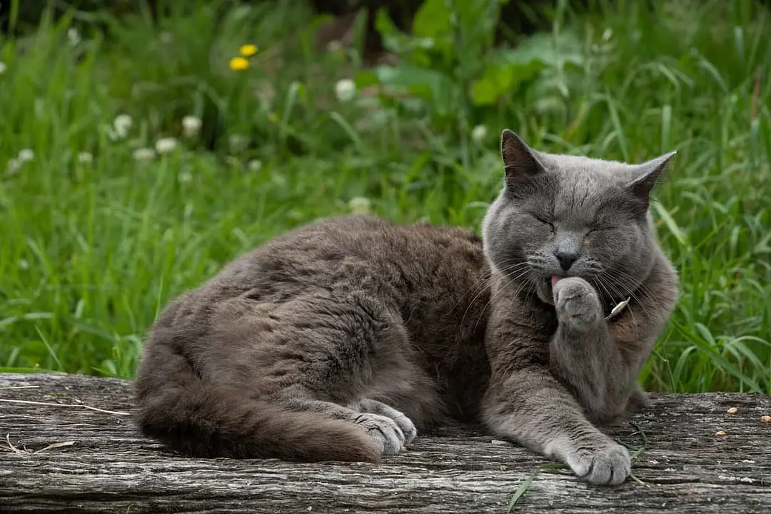 Selkirk Rex playing