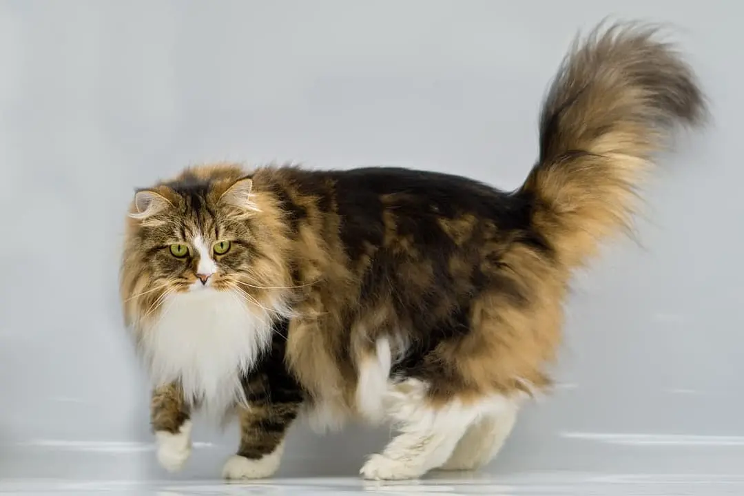 Siberische Kat playing