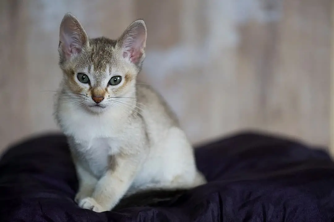 Singapura with family