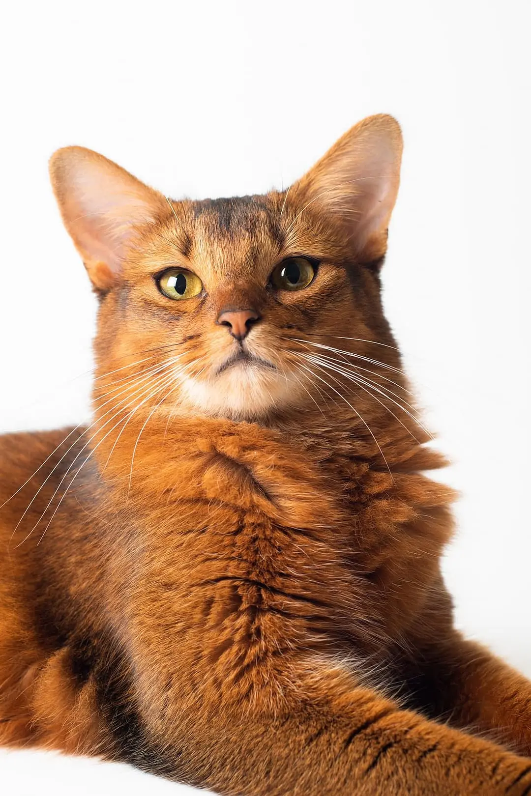 Somali cat breed