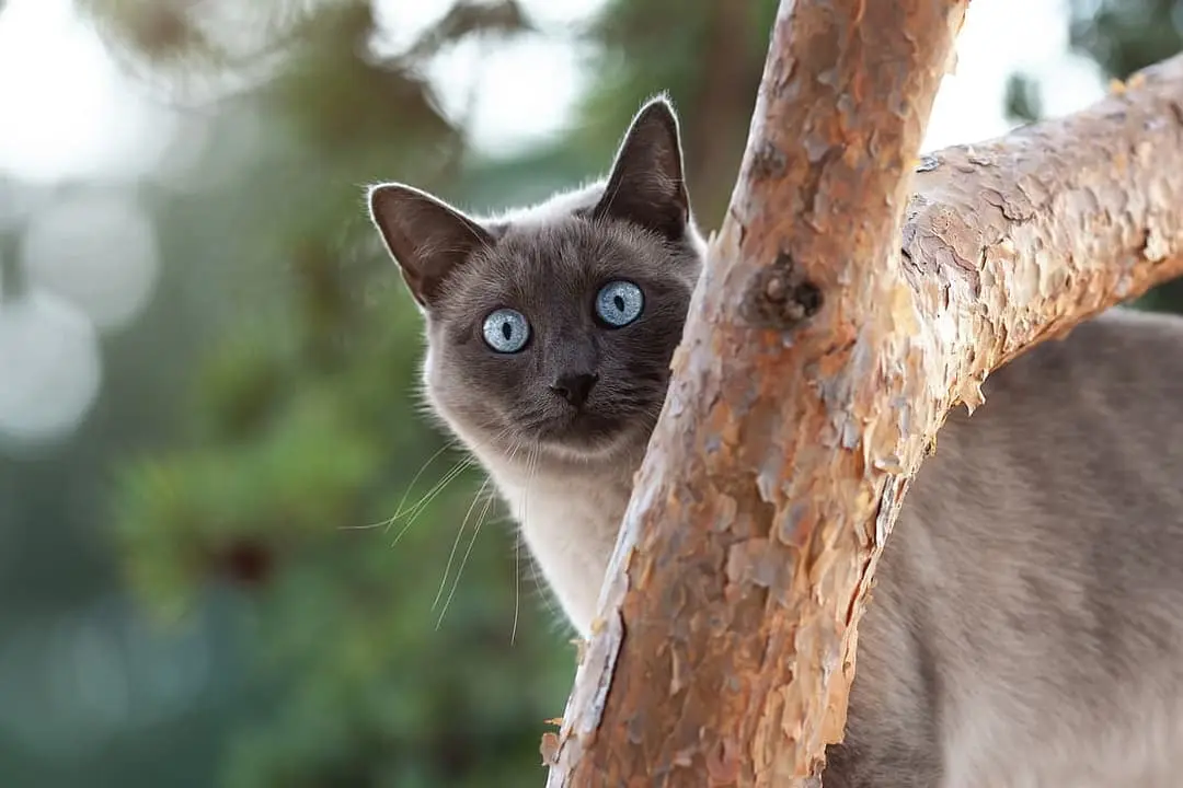 Thai cat breed