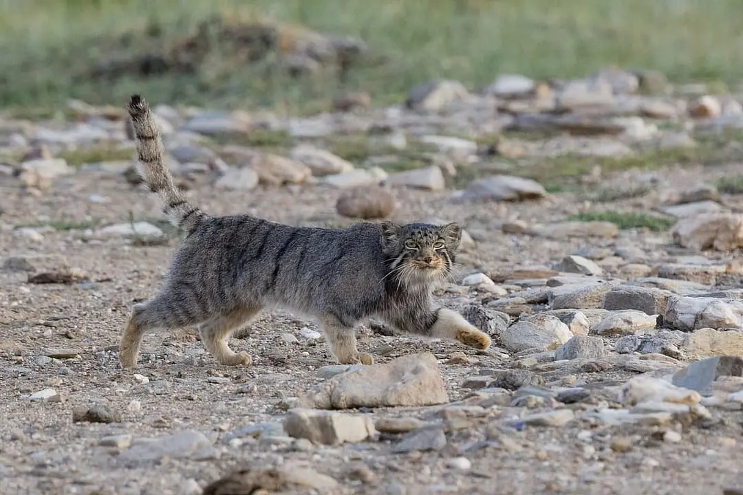 Tibetaan with family