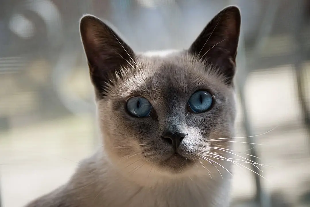 Tonkanees with family